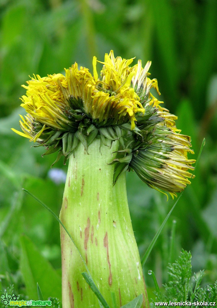 Pampeliška lékařská -Taraxacum officinale - Foto Miloslav Míšek