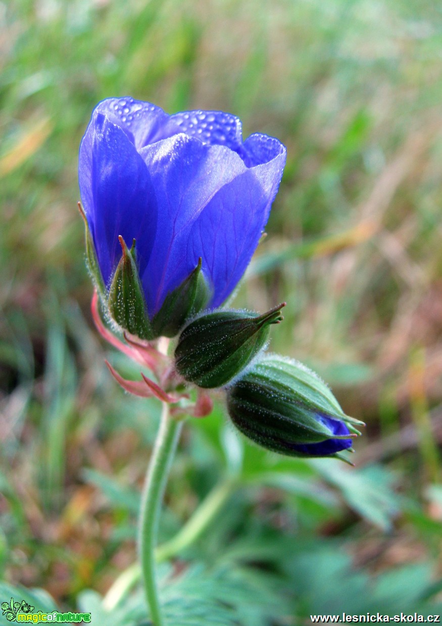 Zvonek okrouhlolistý - Campanula rotundifolia - Foto Miloslav Míšek