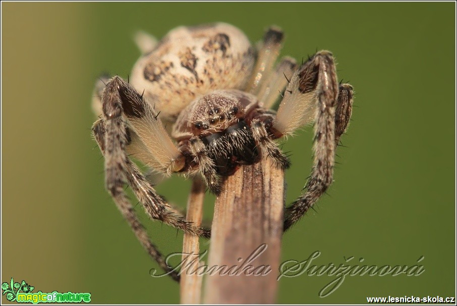 Křižák rákosní - Larinioides cornutus - Foto Monika Suržinová