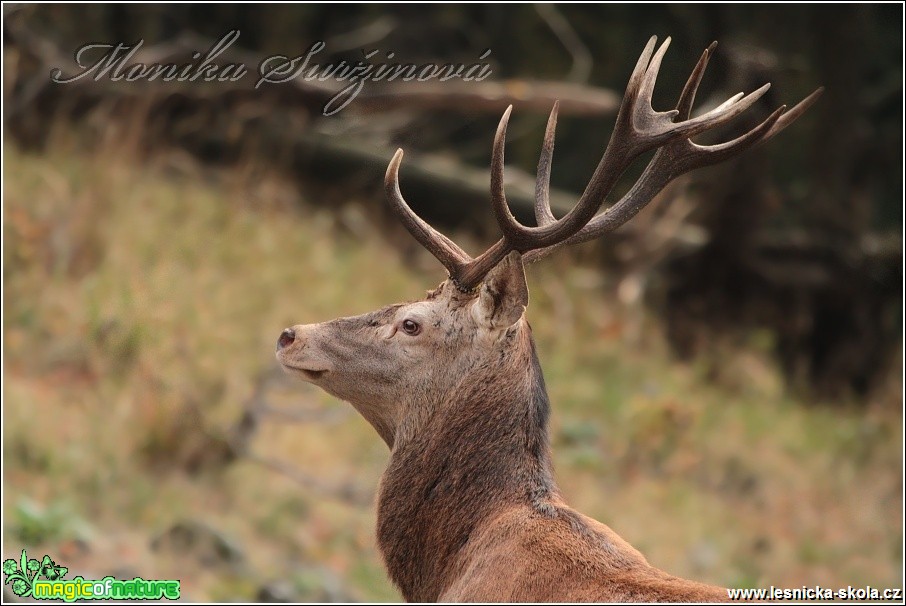 Jelen lesní - Cervus elaphus - Foto Monika Suržinová (1)