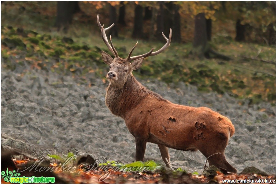 Jelen lesní - Cervus elaphus - Foto Monika Suržinová (2)