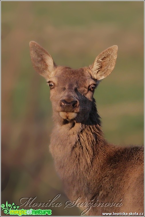 Jelen lesní - Cervus elaphus - Foto Monika Suržinová (4)