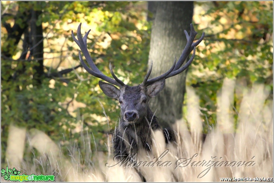 Jelen lesní - Cervus elaphus - Foto Monika Suržinová (5)