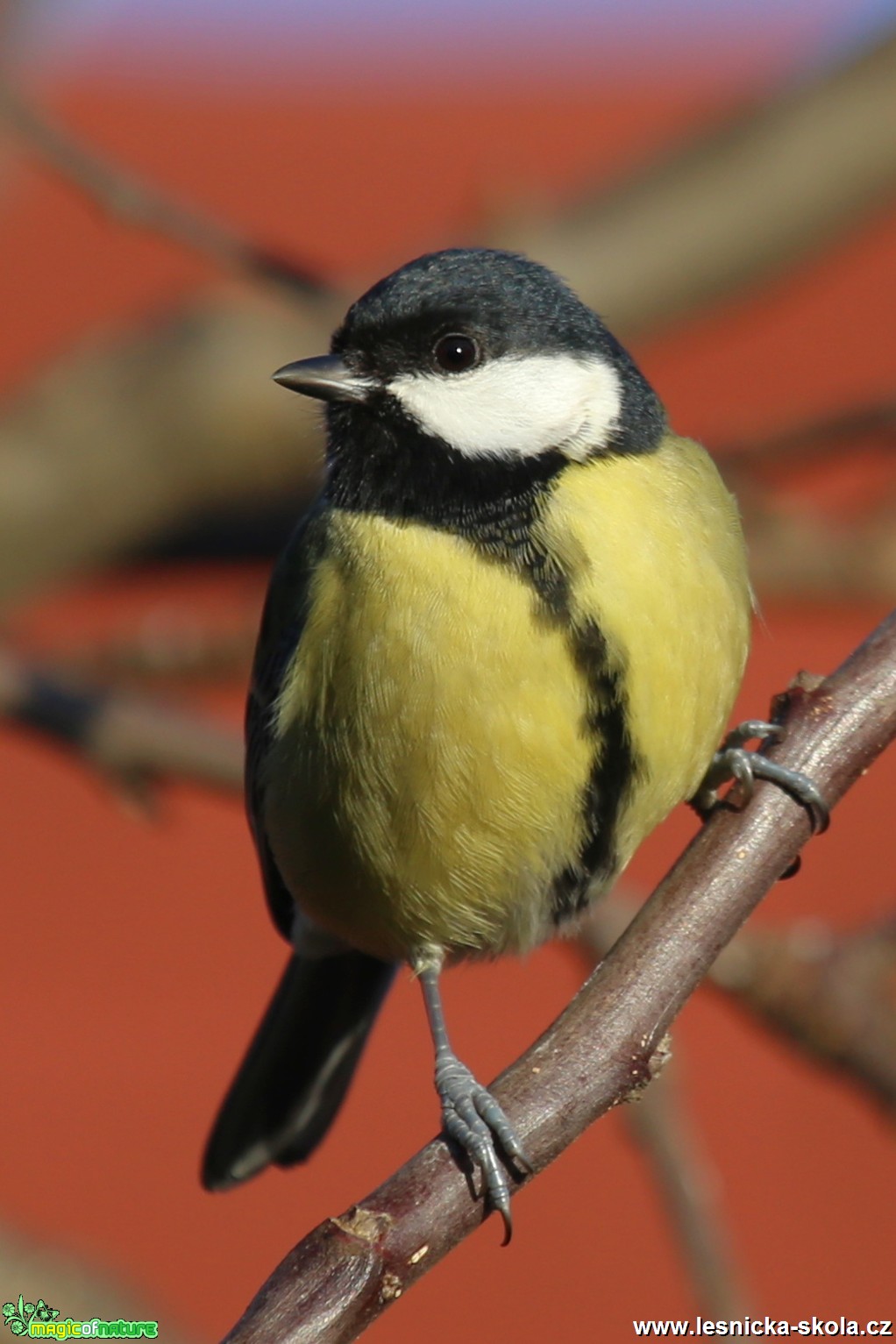 Sýkora koňadra - Parus major - Foto Irena Wenischová (3)