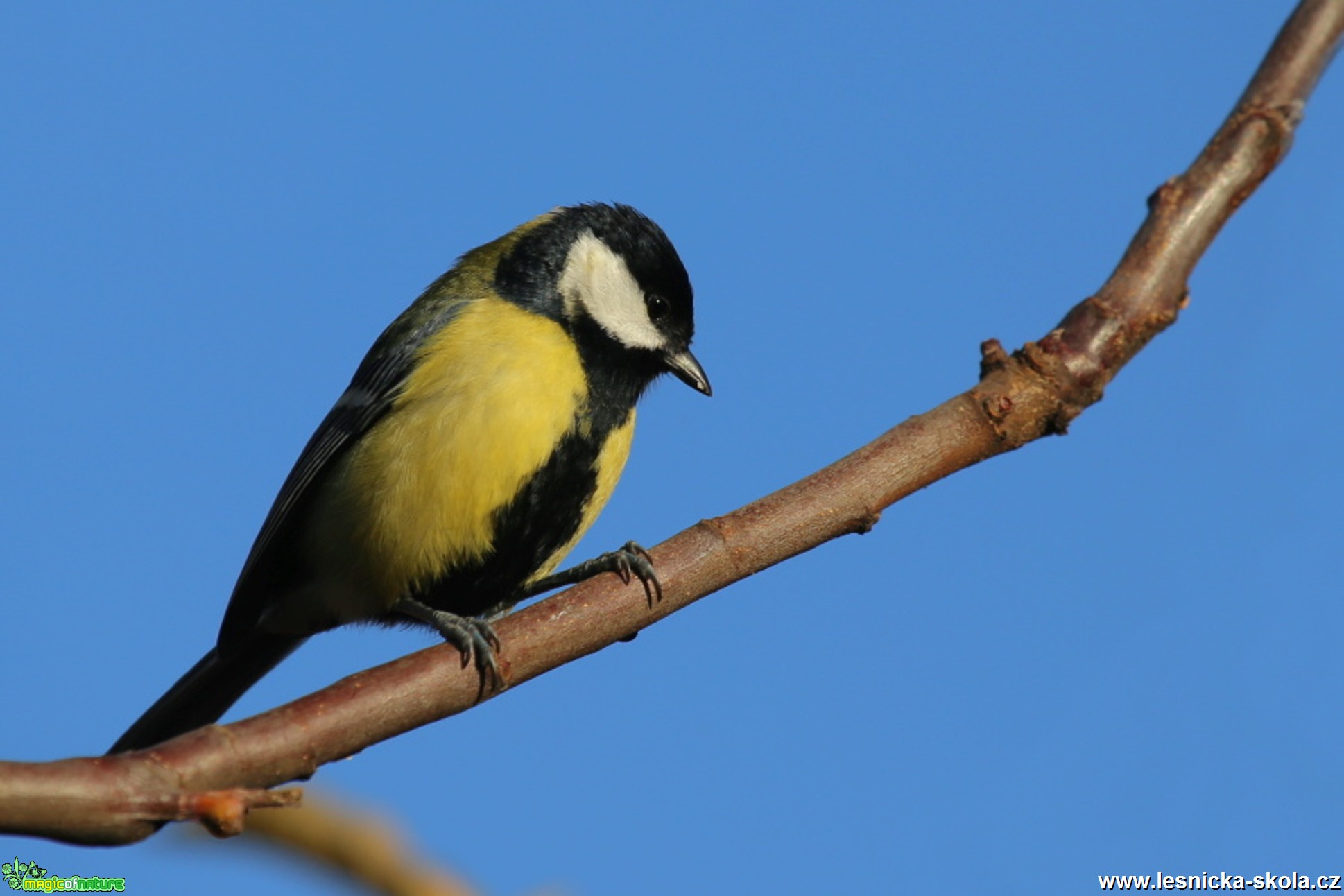 Sýkora koňadra - Parus major - Foto Irena Wenischová (4)