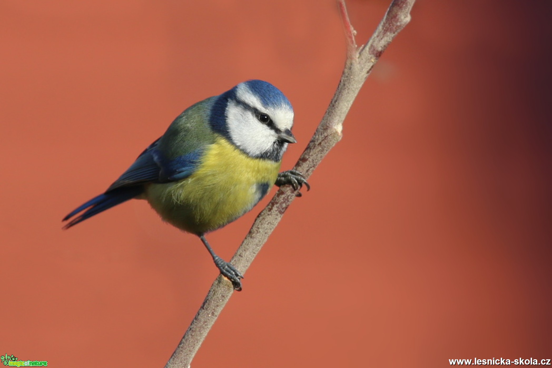 Sýkora modřinka - Cyanistes caeruleus - Foto Irena Wenischová (7)