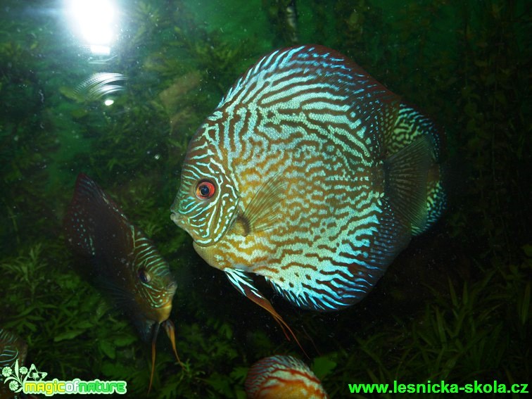 Terčovec pravý - Symphysodon discus - Foto David Hlinka (1)