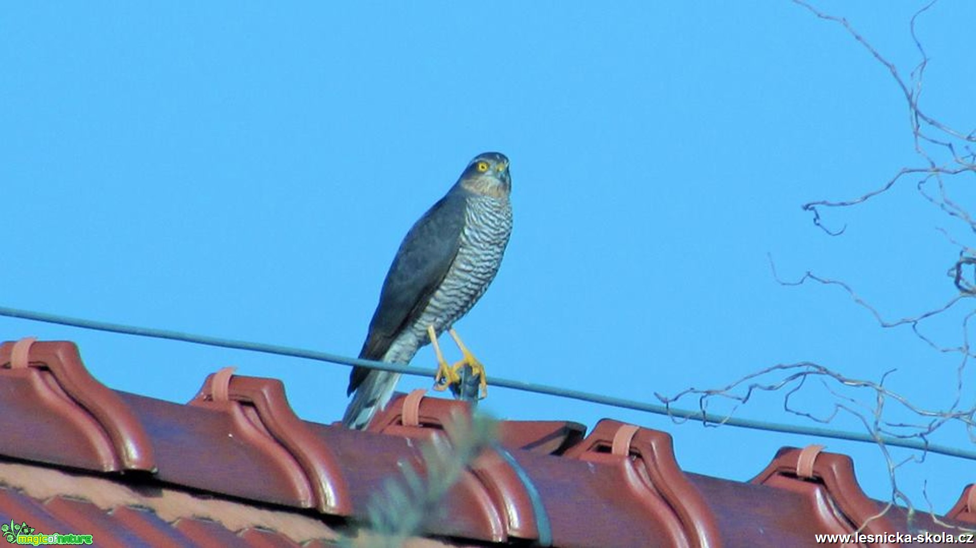 Jestřáb lesní - Accipiter gentilis - Foto Rasťo Salčík