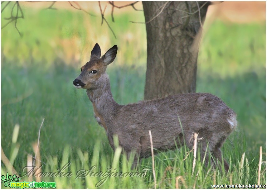 Srnec obecný - Capreolus capreolus - Foto Monika Suržinová (3)