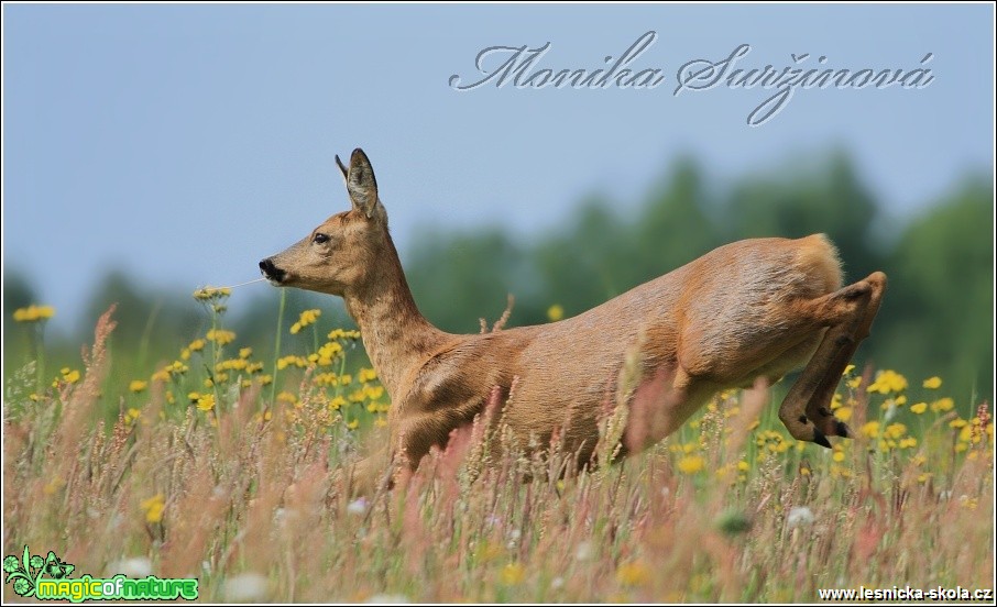 Srnec obecný - Capreolus capreolus - Foto Monika Suržinová (6)