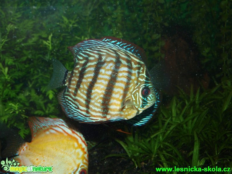 Terčovec pravý - Symphysodon discus - Foto David Hlinka (2)