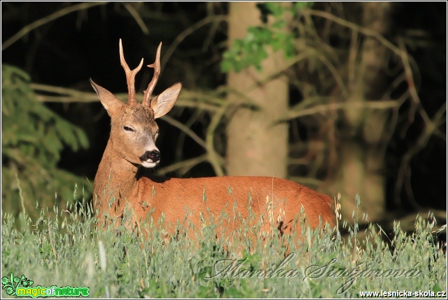 Srnec obecný - Capreolus capreolus - Foto Monika Suržinová (8)