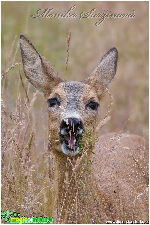 Srnec obecný - Capreolus capreolus - Foto Monika Suržinová (9)