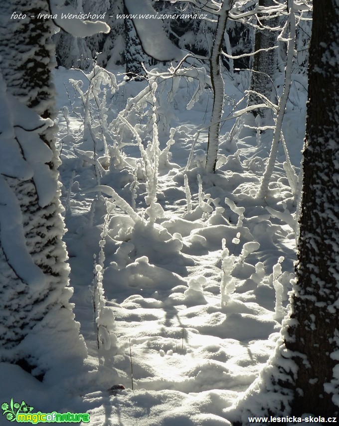 Zima - Foto Irena Wenischová (1)