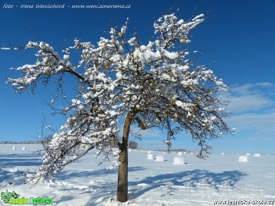 Zima - Foto Irena Wenischová (2)