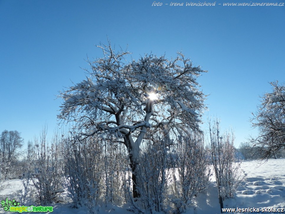 Zima - Foto Irena Wenischová (3)