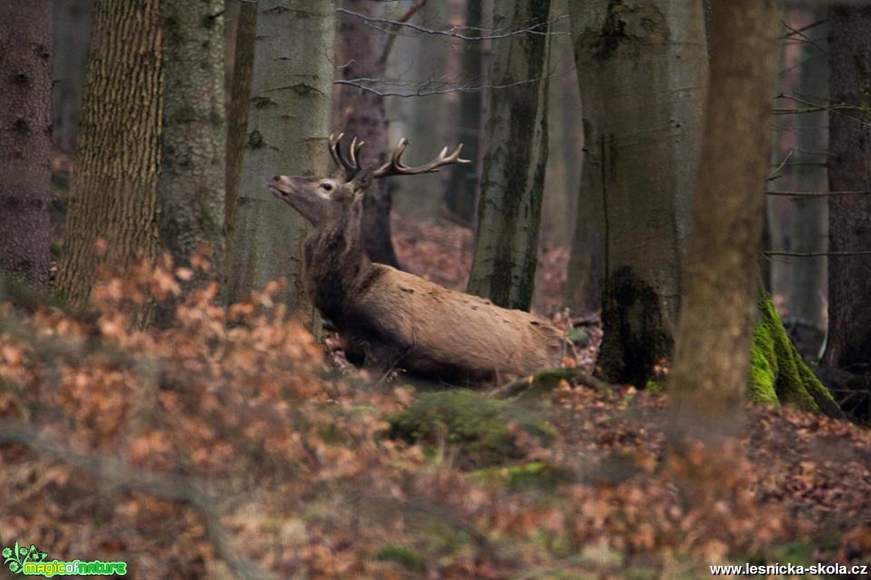 Jelen lesní - Cervus elaphus - Foto Lukáš Málek (4)