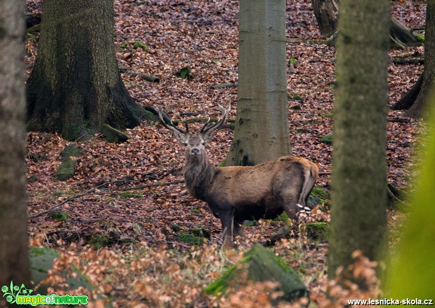 Jelen lesní - Cervus elaphus - Foto Lukáš Málek (5)