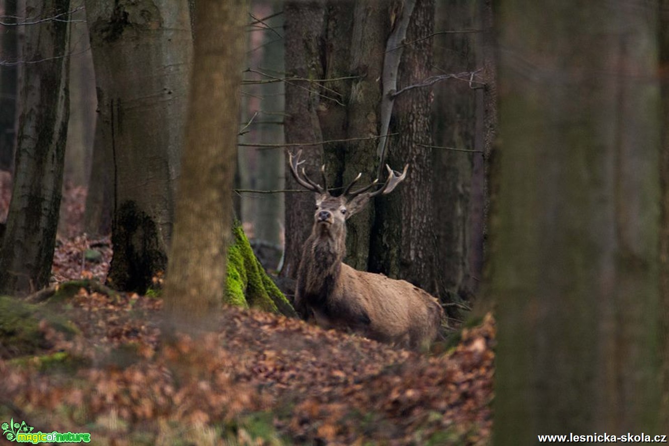 Jelen lesní - Cervus elaphus - Foto Lukáš Málek (6)