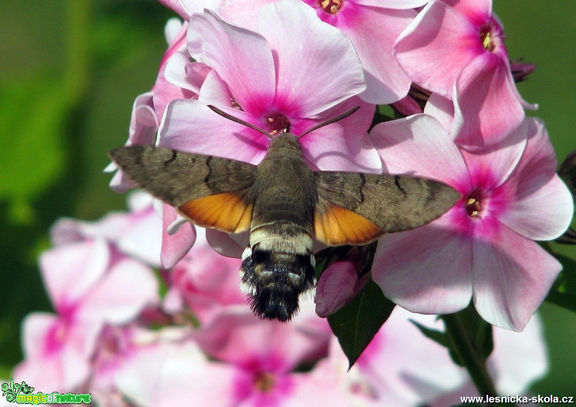 Dlouhozobka svízelová - Macroglossum stellatarum - Foto miloslav Míšek (1)