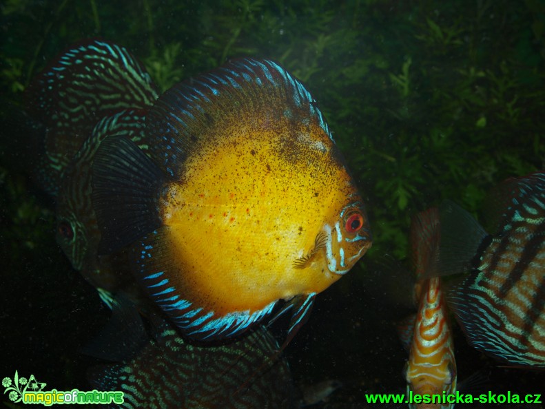 Terčovec pravý - Symphysodon discus - Foto David Hlinka (4)