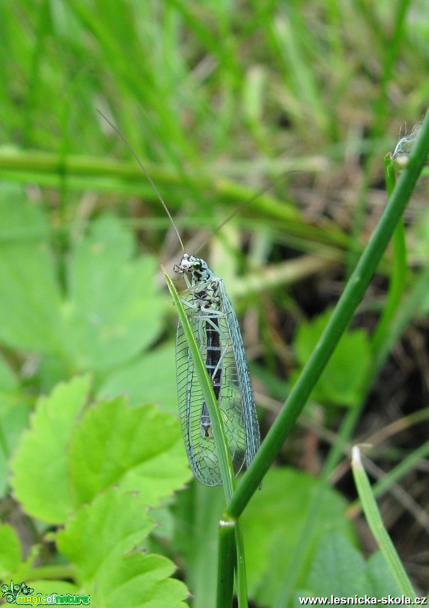 Zlatoočka obecná - Chrysoperla carnea - Foto Miloslav Míšek