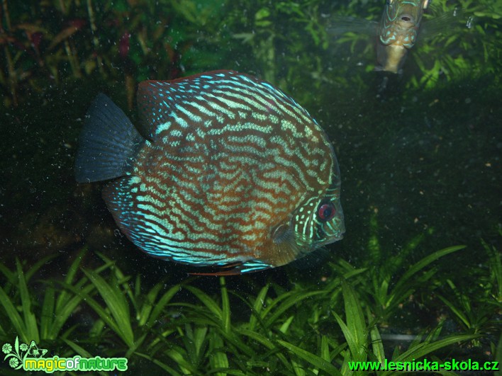 Terčovec pravý - Symphysodon discus - Foto David Hlinka (5)