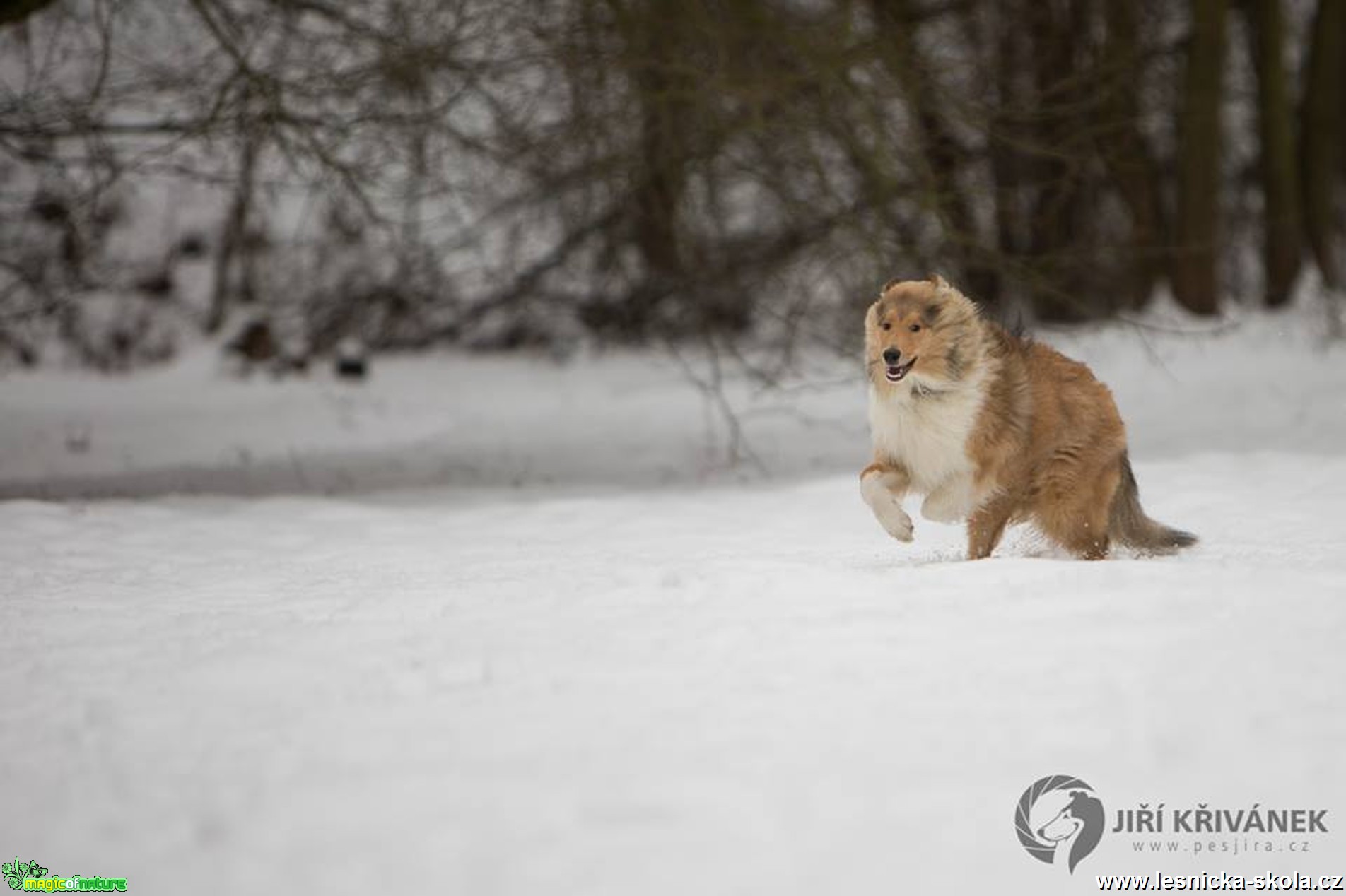 Chlupáči na sněhu - Foto Jiří Křivánek (5)