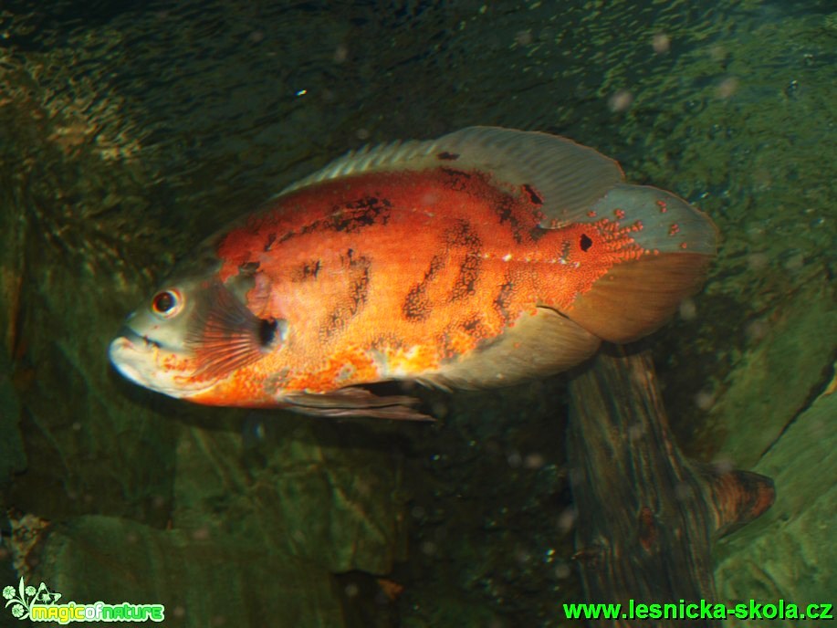 Vrubozobec paví - Astronotus ocellatus - Foto David Hlinka