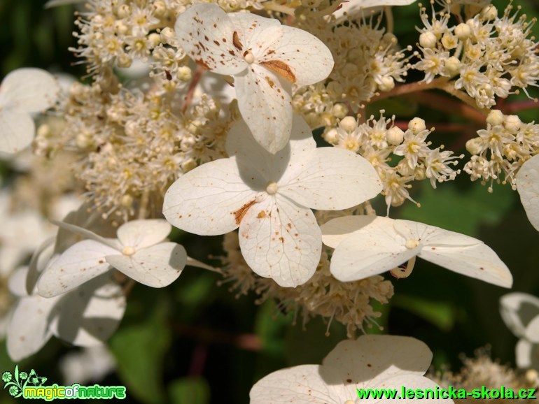 Hortensie Bretschneiderova - Hydrangea bretschneideri - Foto David Hlinka (1)