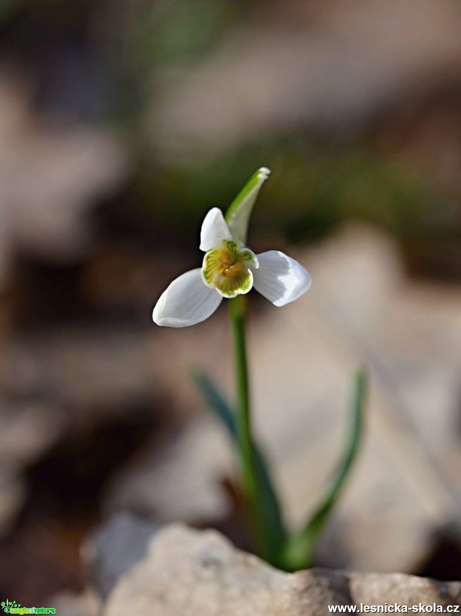 Konečně jaro - Foto Marie Vykydalová (2)