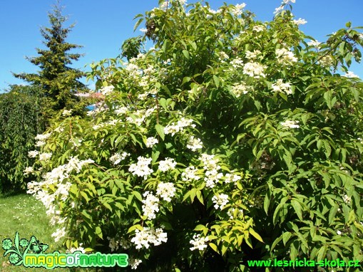 Hortensie Bretschneiderova - Hydrangea bretschneideri - Foto David Hlinka (2)