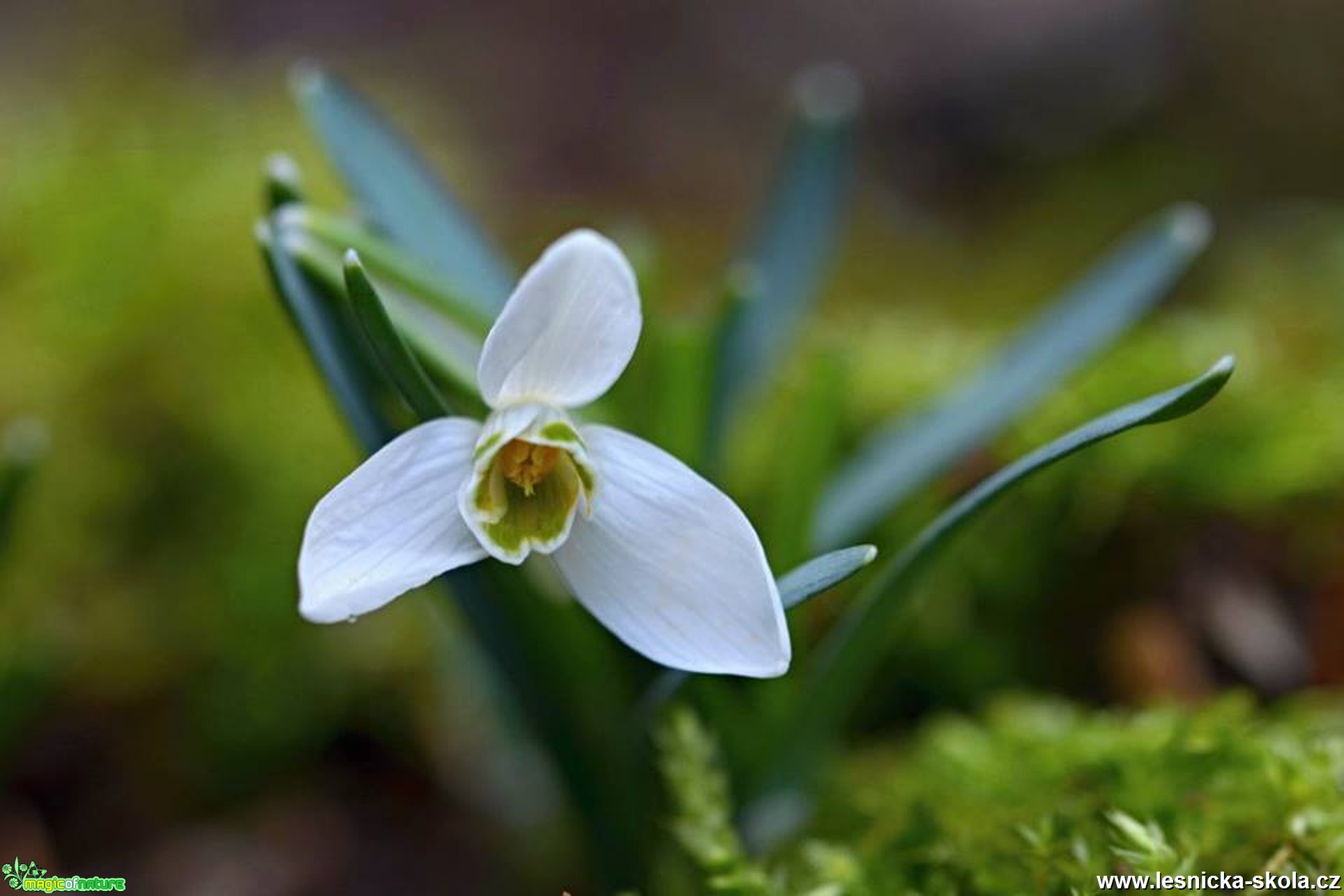 Konečně jaro - Foto Marie Vykydalová (4)