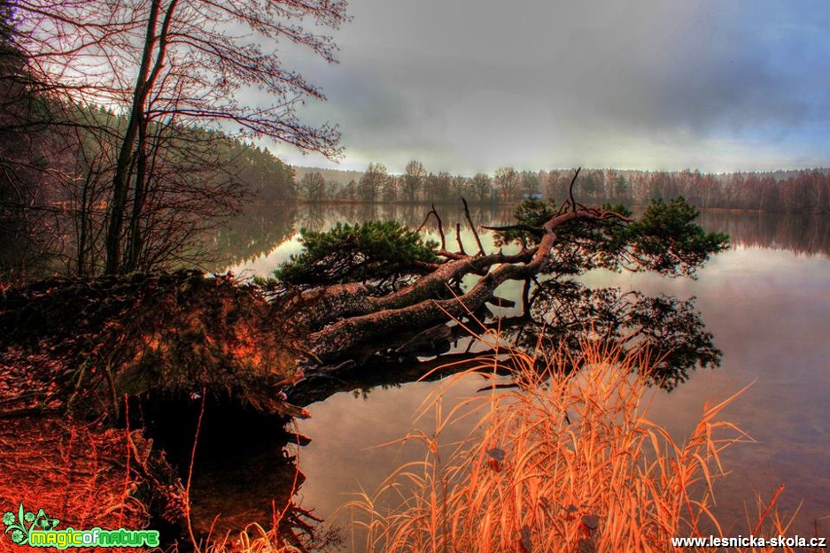 Těsně nad hladinou - Foto Ladislav Jonák (1)