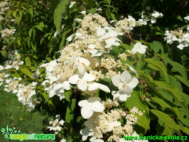 Hortensie Bretschneiderova - Hydrangea bretschneideri - Foto David Hlinka (3)