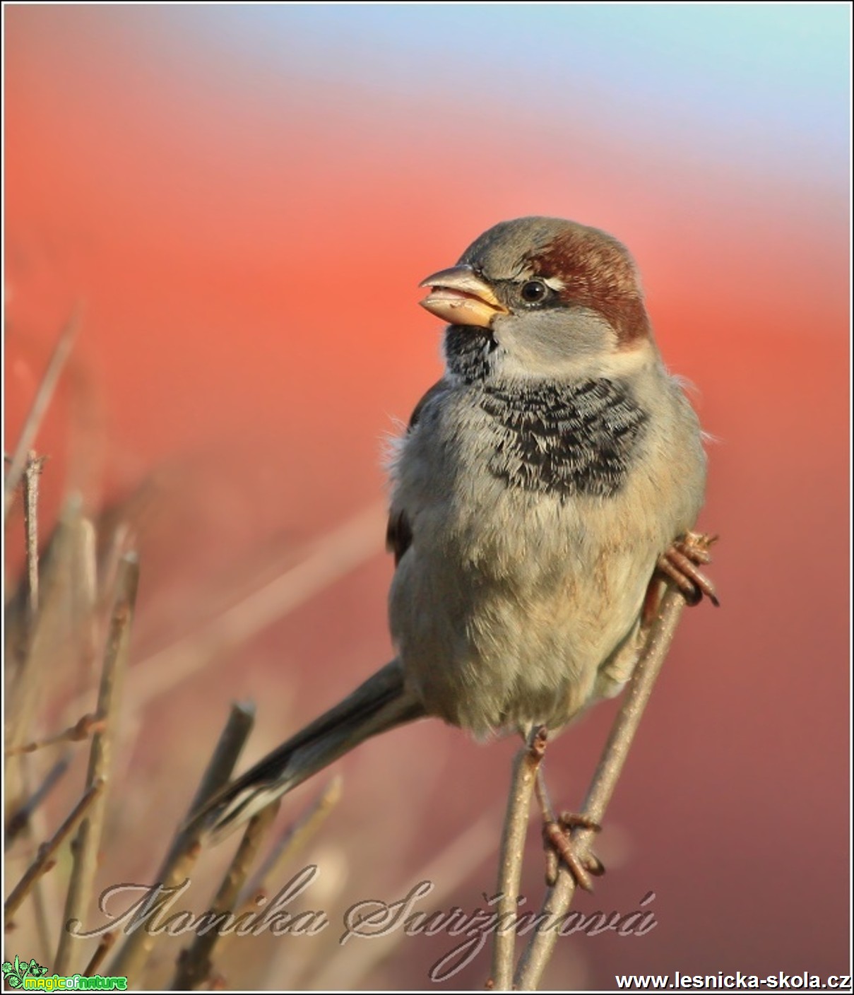 Vrabec domácí (samec) - Passer domesticus - Foto Monika Suržinová (2)