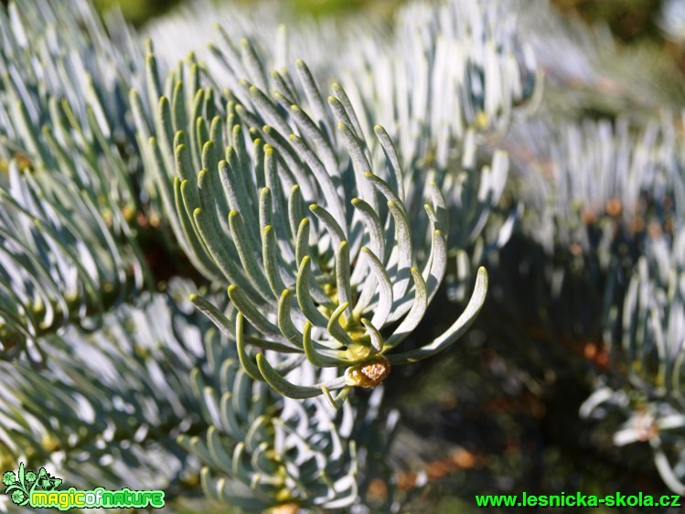 Jedle stejnobarvá - Abies concolor ´Violacea´ - Foto David Hlinka (1)