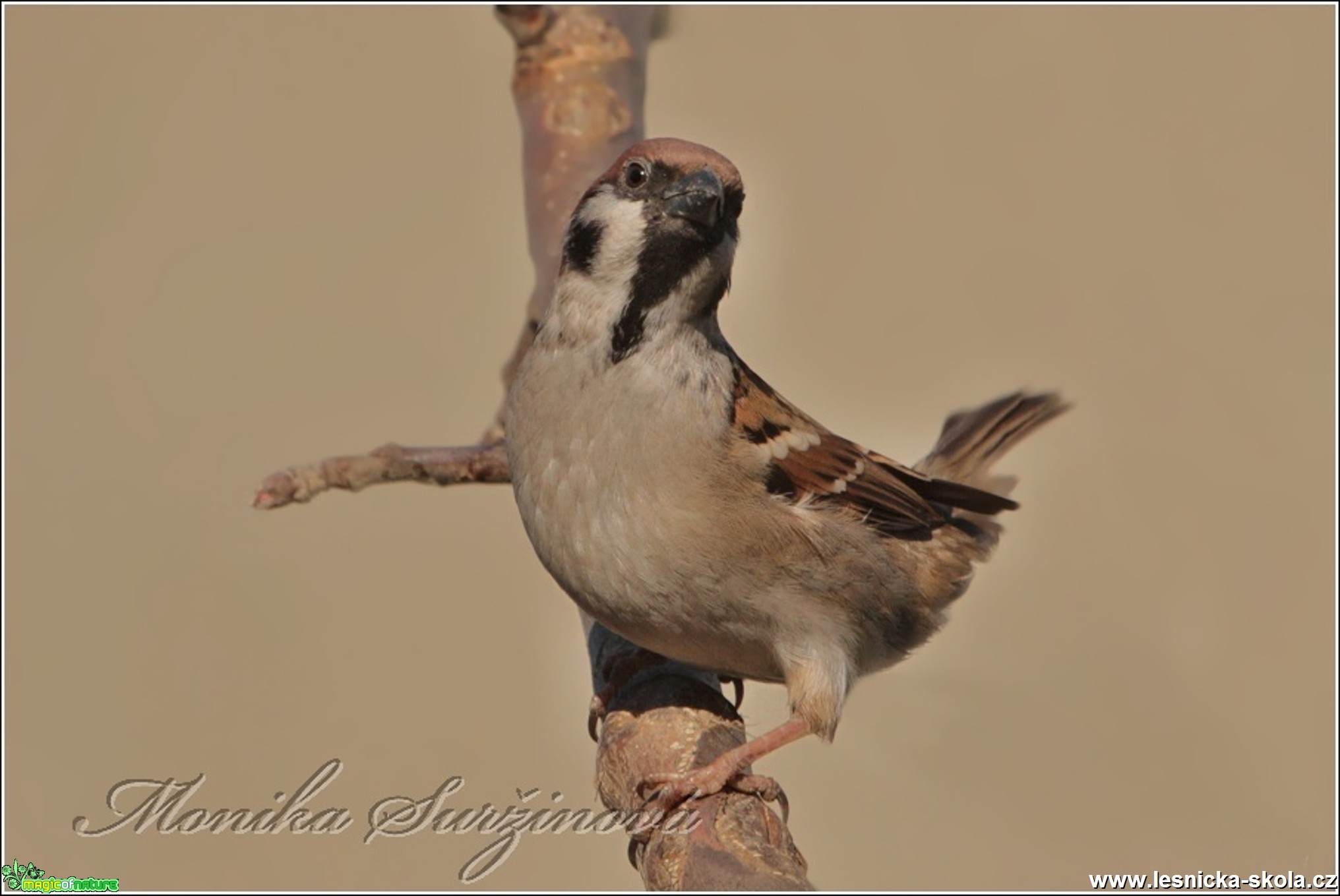 Vrabec polní - Passer montanus - Foto Monika Suržinová