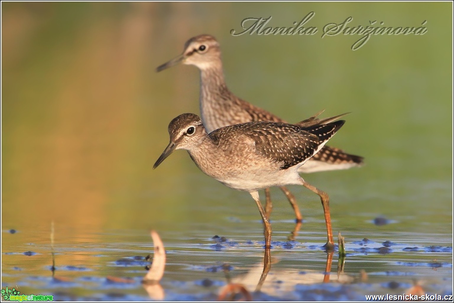 Vodouš kropenatý - Tringa ochropus - Foto Monika Suržinová