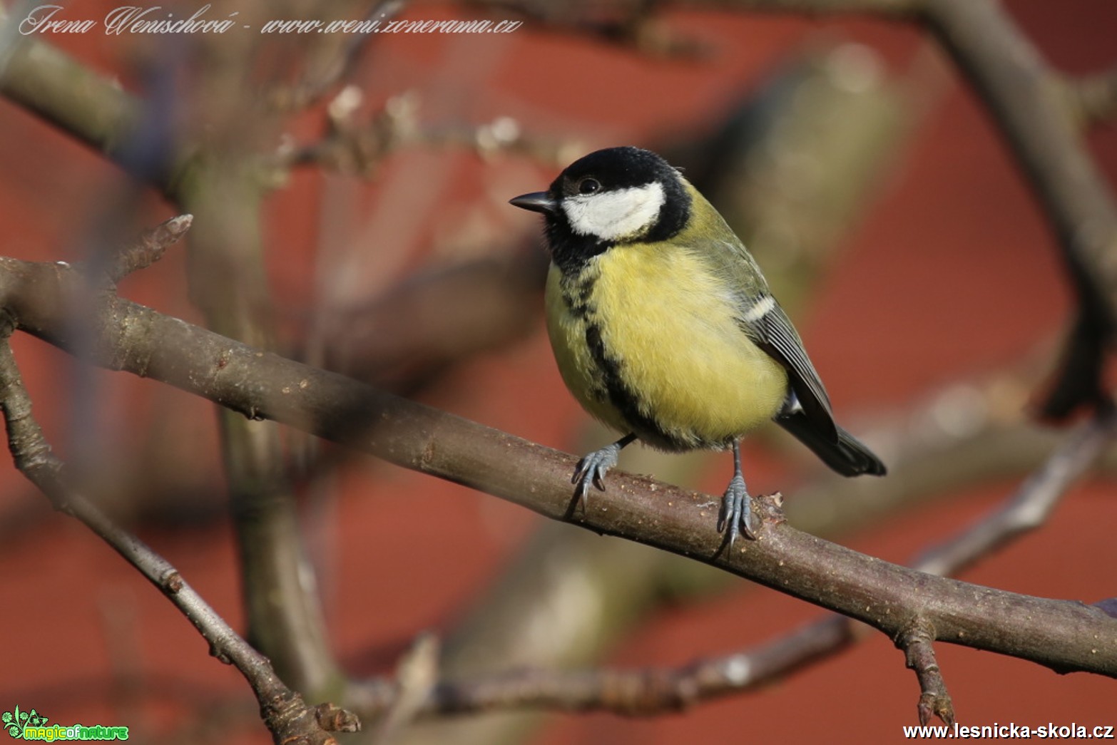 Sýkora koňadra - Parus major - Foto Irena Wenischova (6)