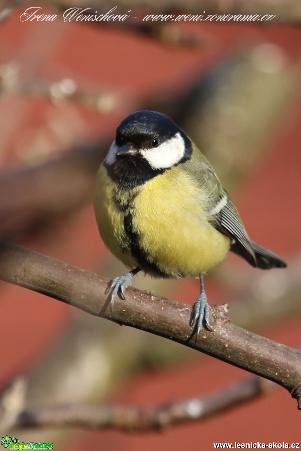 Sýkora koňadra - Parus major - Foto Irena Wenischova (7)