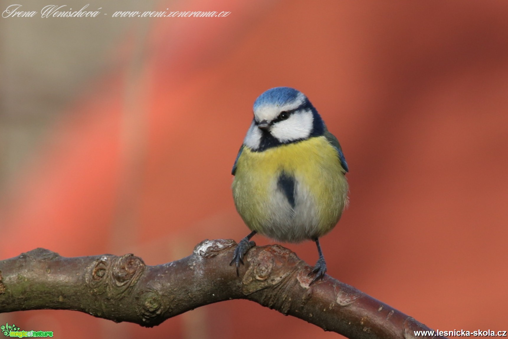 Sýkora modřinka - Cyanistes caeruleus - Foto Irena Wenischová(11)