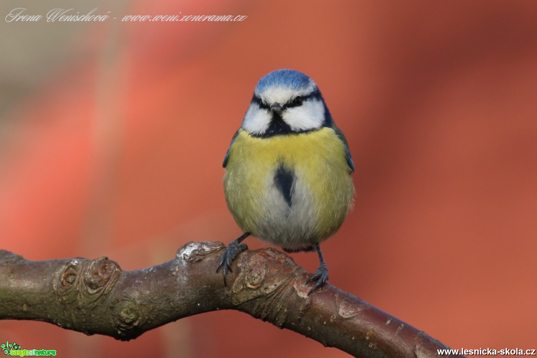 Sýkora modřinka - Cyanistes caeruleus - Foto Irena Wenischová(19)