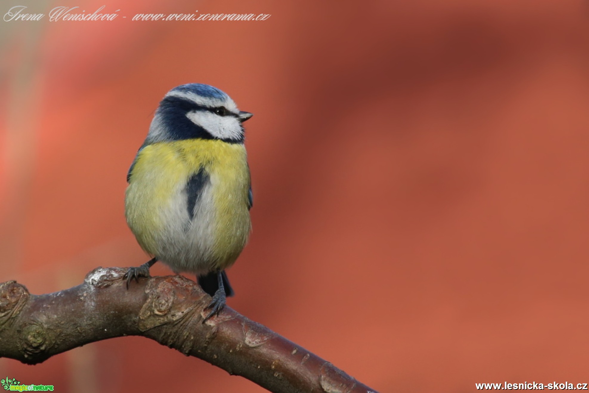 Sýkora modřinka - Cyanistes caeruleus - Foto Irena Wenischová(20)