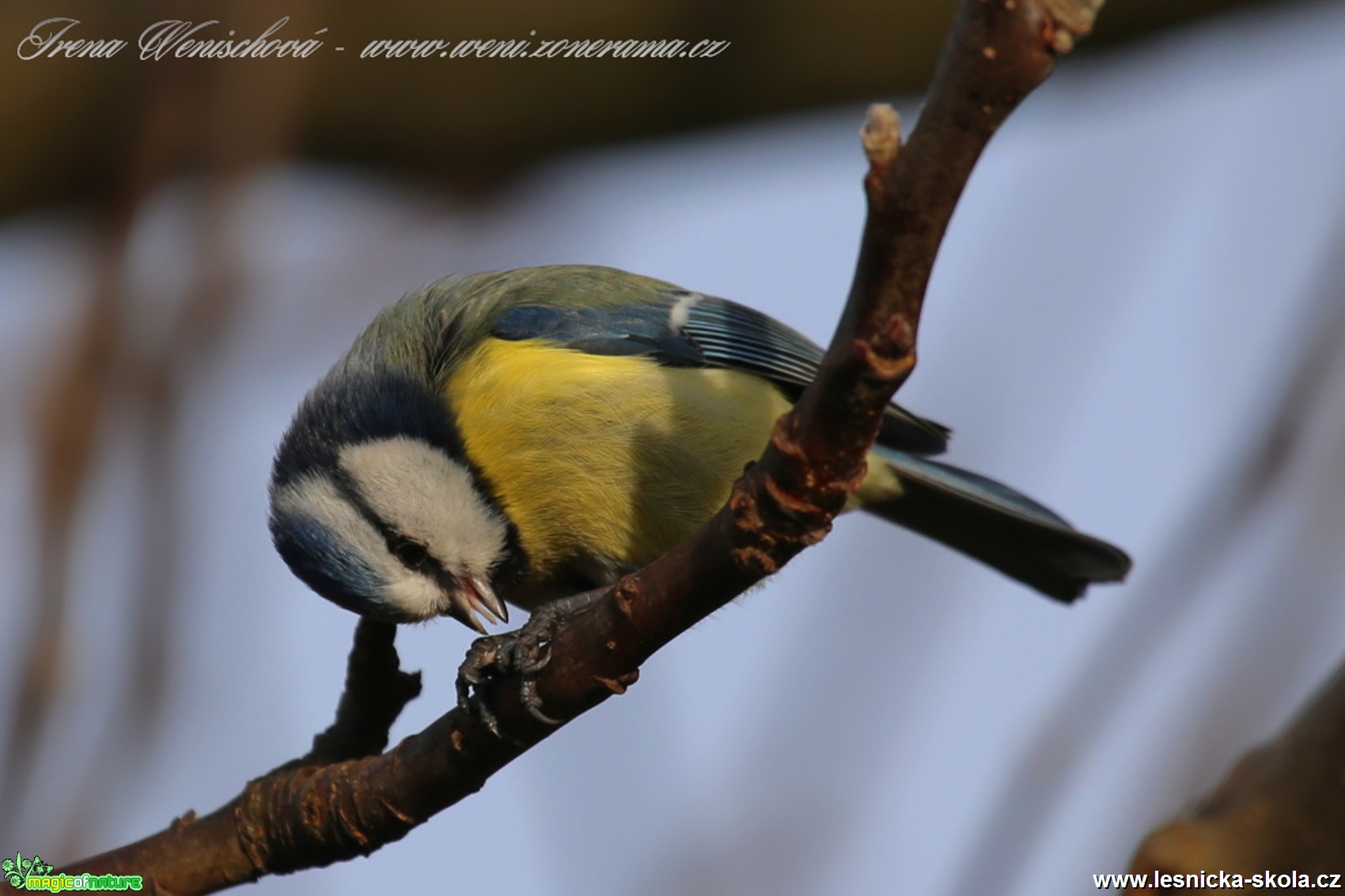 Sýkora modřinka - Cyanistes caeruleus - Foto Irena Wenischová(22)