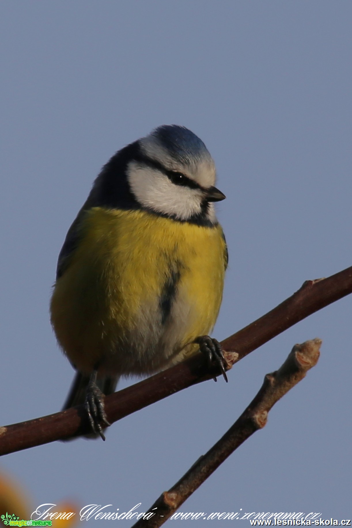 Sýkora modřinka - Cyanistes caeruleus - Foto Irena Wenischová(25)