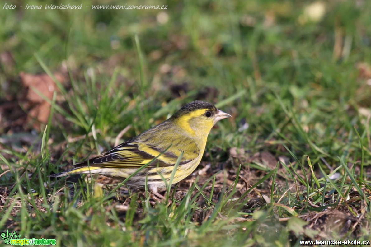 Čížek lesní - samec  - Carduelis spinus - Foto Irena Wenischová (5)