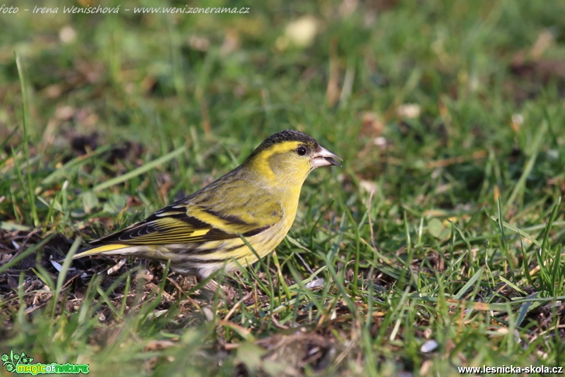 Čížek lesní - samec  - Carduelis spinus - Foto Irena Wenischová (6)