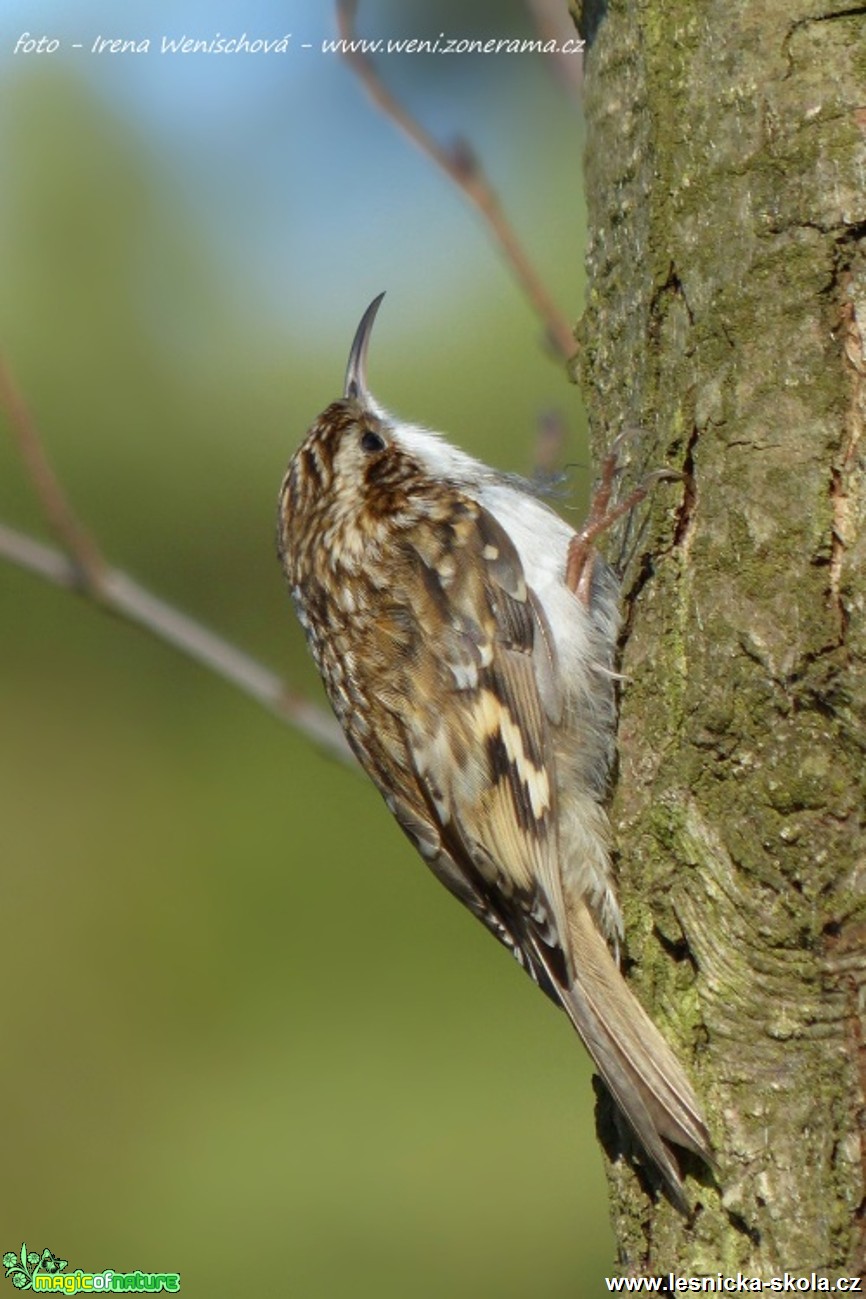 Šoupálek dlouhoprstý -  Certhia familiaris - Foto Irena Wenischová