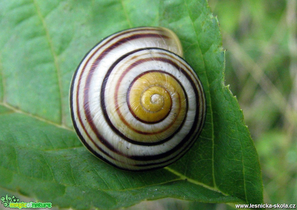 Páskovka žíhaná - Cepaea vindobonensis - Foto Miloslav Míšek